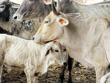 राज्यात गायीच्या दुधाला मिळणार प्रतिलिटर ३४ रुपयांचा किमान दर - Marathi News | Cow's milk will get a minimum price of Rs 34 per liter in the state | Latest News at Lokmat.com