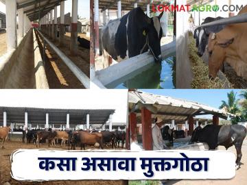 जनावराचे दुध उत्पादन वाढवून त्यांना निरोगी ठेवायचं मग तयार करा ह्या प्रकारचा गोठा - Marathi News | How to create a free housing cowshade for livestock? | Latest agriculture News at Lokmat.com