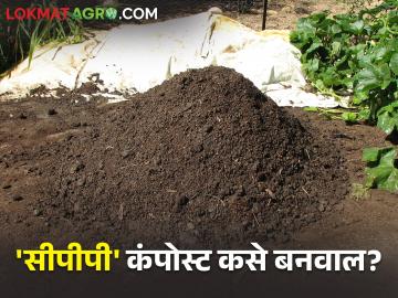 कमी खर्चात, कमी जागेत कंपोस्ट तयार करण्याची अतिशय सोपी पद्धत - Marathi News | A very simple method of making compost at low cost, in a small space | Latest News at Lokmat.com कमी खर्चात, कमी जागेत कंपोस्ट तयार करण्याची अतिशय सोपी पद्धत - Marathi News | A very simple method of making compost at low cost, in a small space | Latest News at Lokmat.com