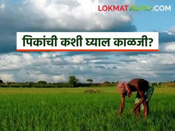 Krushi Salla : अवकाळी पावसात पिकांची कशी घ्याल काळजी वाचा सविस्तर - Marathi News | Krushi Salla : latest news Read in detail how to take care of crops during unseasonal rains | Latest News at Lokmat.com Krushi Salla : अवकाळी पावसात पिकांची कशी घ्याल काळजी वाचा सविस्तर - Marathi News | Krushi Salla : latest news Read in detail how to take care of crops during unseasonal rains | Latest News at Lokmat.com