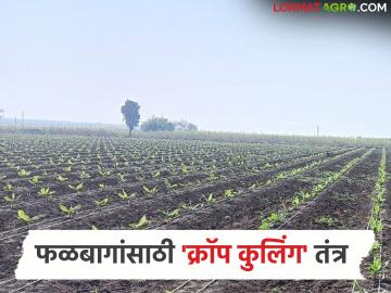 आता क्रॉप कुलिंग तंत्रज्ञानाने उन्हाळ्यातही घ्या फळबागांचे भरघोस आणि दर्जेदार उत्पादन; जाणून घ्या सविस्तर - Marathi News | Now get abundant and quality produce from orchards even in summer with crop cooling technology; know in detail | Latest News at Lokmat.com