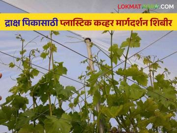 Agriculture News : मागेल त्याला शेततळेच्या धर्तीवर मागेल त्याला क्रॉप कव्हर, द्राक्ष पीक शिबीर - Marathi News | Latest News Agriculture News Grape crop plastic covering guidance camp completed at Satana-Nampur | Latest News at Lokmat.com
