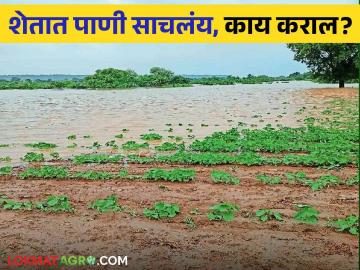 Agriculture News : शेतात पाणी साचलंय, 'हे' उपाय नक्की करा! जाणून घ्या सविस्तर - Marathi News | Latest News Agriculture News Damage to crops due to water logging due to rain how to control | Latest News at Lokmat.com Agriculture News : शेतात पाणी साचलंय, 'हे' उपाय नक्की करा! जाणून घ्या सविस्तर - Marathi News | Latest News Agriculture News Damage to crops due to water logging due to rain how to control | Latest News at Lokmat.com