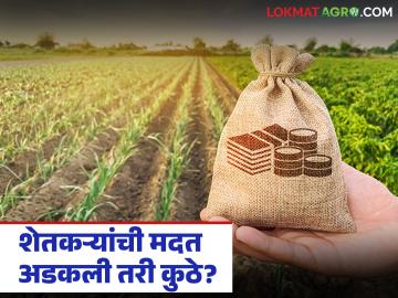Crop Damage Compensation : ३.५६ लाख शेतकऱ्यांना रब्बी मदत मंजूर; पण खात्यात किती जमा? वाचा सविस्तर - Marathi News | latest news Crop Damage Compensation: Rabi assistance approved for 3.56 lakh farmers; But how much is deposited in the account? Read in detail | Latest News at Lokmat.com