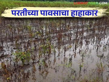 Crop Damage : राज्यात ऑक्टोबरमध्ये तब्बल ३० हजार ५०६ हेक्टरवरील पिकांचे अतिवृष्टीमुळे नुकसान - Marathi News | As many as 30 thousand 506 hectares of crops were damaged due to heavy rains in the state in October | Latest News at Lokmat.com
