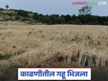 Crop Damage : अवकाळीचा कहर! गहू आडवा, कांदा भिजला; संत्रा बागा उद्ध्वस्त - Marathi News | latest news Crop Damage: Unseasonal weather wreaks havoc! Wheat is damaged, onions are soaked; Orange orchards are destroyed | Latest News at Lokmat.com