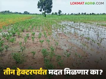 Crop Damage : दोन नाही, आता तीन हेक्टर नुकसानीची होणार नोंद; मदतीच्या यादीत नव्या शेतजमिनींचा समावेश - Marathi News | latest news Crop Damage: Not two, now three hectares of damage will be recorded; New farmlands included in the list of assistance | Latest News at Lokmat.com Crop Damage : दोन नाही, आता तीन हेक्टर नुकसानीची होणार नोंद; मदतीच्या यादीत नव्या शेतजमिनींचा समावेश - Marathi News | latest news Crop Damage: Not two, now three hectares of damage will be recorded; New farmlands included in the list of assistance | Latest News at Lokmat.com