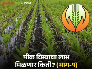 Crop Insurance : 'या' जिल्ह्यात १ लाखाहून अधिक शेतकरी विमा कवचाखाली - Marathi News | latest news Crop Insurance: More than 1 lakh farmers under insurance cover in 'this' district | Latest News at Lokmat.com