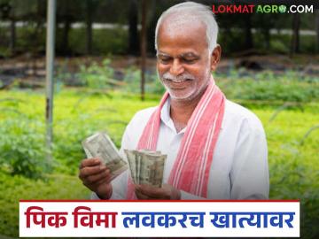 सोलापूर जिल्ह्यातील या तालुक्यातील बाधित शेतकऱ्यांना ५९ कोटी १९ लाखांचा पीकविमा मंजूर - Marathi News | Crop insurance worth Rs 59.19 crore approved for affected farmers in this taluka of Solapur district | Latest News at Lokmat.com