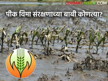 Navin Pik Vima Yojana : नवीन पीक योजनेत 'या' कारणामुळे झालेल्या नुकसानीस विमा संरक्षण मिळेल! - Marathi News | Latest news navin pik vima yojana insurance coverage will be provided for losses caused by these factor | Latest News at Lokmat.com Navin Pik Vima Yojana : नवीन पीक योजनेत 'या' कारणामुळे झालेल्या नुकसानीस विमा संरक्षण मिळेल! - Marathi News | Latest news navin pik vima yojana insurance coverage will be provided for losses caused by these factor | Latest News at Lokmat.com