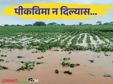 Pik Vima : पीकविमा रक्कम रोखणे कायद्याने गुन्हा विमा अनुदान त्वरित द्या - Marathi News | Pik Vima : Withholding of crop insurance amount Act provide crime insurance subsidy immediately give to farmer | Latest News at Lokmat.com Pik Vima : पीकविमा रक्कम रोखणे कायद्याने गुन्हा विमा अनुदान त्वरित द्या - Marathi News | Pik Vima : Withholding of crop insurance amount Act provide crime insurance subsidy immediately give to farmer | Latest News at Lokmat.com