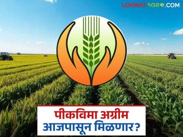 Crop Insurance Advance: अखेर प्रतीक्षा संपली; आजपासून पीकविमा अग्रीम पडणार शेतकऱ्यांच्या खात्यावर..! - Marathi News | Crop Insurance Advance: latest news Finally the wait is over; From today, crop insurance advance will be credited to farmers' accounts..! | Latest News at Lokmat.com