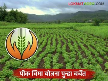 Pik Vima Yojana : पीक विमा योजना पुन्हा चर्चेत; विमा योजनेच्या दरात घोळच घोळ वाचा सविस्तर - Marathi News | latest news Pik Vima Yojana: Crop Insurance Scheme in discussion again; There is a lot of confusion over the insurance scheme rates. Read in detail | Latest News at Lokmat.com