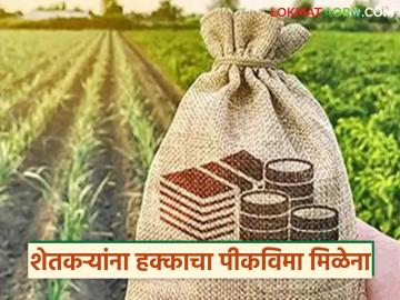 Crop Insurance : पीक कापणी प्रयोगाचा फास; शेतकऱ्यांना हक्काचा पीकविमा अजूनही दूरच - Marathi News | latest news Crop Insurance: Crop harvesting experiment fails; Farmers still far from getting the crop insurance they deserve | Latest News at Lokmat.com