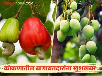 आंबा व काजू बागायतदारांना खुशखबर ७८ कोटींचा विमा परतावा मंजूर - Marathi News | Good news for mango and cashew growers, insurance refund of 78 crores approved | Latest News at Lokmat.com आंबा व काजू बागायतदारांना खुशखबर ७८ कोटींचा विमा परतावा मंजूर - Marathi News | Good news for mango and cashew growers, insurance refund of 78 crores approved | Latest News at Lokmat.com