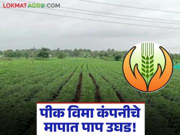 Crop Insurance Scam : शेतकऱ्यांची फसवणूक रोखली ग्रामस्थांच्या सतर्कतेने 'मापात पाप' प्रकरण उघड - Marathi News | latest news Crop Insurance Scam: Farmers' fraud prevented due to villagers' vigilance, 'sin in the measure' case exposed | Latest News at Lokmat.com