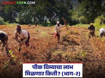 Crop Insurance : सोयाबीन पीक कापणी प्रयोग सुरू; लाखों शेतकऱ्यांची नजर निकालावर! - Marathi News | latest news Crop Insurance: Soybean crop harvesting experiment begins; Lakhs of farmers eyeing the results! | Latest News at Lokmat.com Crop Insurance : सोयाबीन पीक कापणी प्रयोग सुरू; लाखों शेतकऱ्यांची नजर निकालावर! - Marathi News | latest news Crop Insurance: Soybean crop harvesting experiment begins; Lakhs of farmers eyeing the results! | Latest News at Lokmat.com