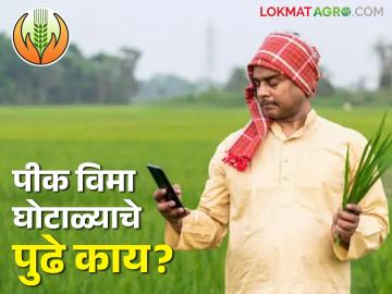 Crop Inurance Scam : पीक विमा घोटाळा हिवाळी अधिवेशनात गाजला, आता तरी गुन्हे दाखल होणार का ? - Marathi News | Crop Insurance Scam: Crop insurance scam became famous in the winter session, will crimes be registered now? | Latest News at Lokmat.com