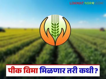 Crop Insurance Delay : पीक विमा मिळणार तरी कधी? सव्वासात लाख शेतकरी प्रतीक्षेत! वाचा सविस्तर - Marathi News | latest news Crop Insurance Delay: When will crop insurance be available? Seven and a half lakh farmers are waiting! Read in detail | Latest News at Lokmat.com