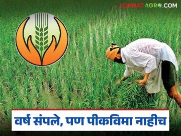 Pik Vima Yojana : वर्ष संपले, पण पीकविमा नाहीच; लाखो शेतकऱ्यांची प्रतीक्षा कायम वाचा सविस्तर - Marathi News | latest news Pik Vima Yojana: The year is over, but there is no crop insurance; Lakhs of farmers continue to wait Read in detail | Latest News at Lokmat.com