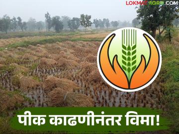 Crop Insurance : शासनाच्या नवीन नियमांनी शेतकरी हैराण; विम्याची रक्कम कधी मिळणार? वाचा सविस्तर - Marathi News | latest news Crop Insurance: Farmers are confused by the government's new rules; When will they get the insurance amount? Read in detail | Latest News at Lokmat.com Crop Insurance : शासनाच्या नवीन नियमांनी शेतकरी हैराण; विम्याची रक्कम कधी मिळणार? वाचा सविस्तर - Marathi News | latest news Crop Insurance: Farmers are confused by the government's new rules; When will they get the insurance amount? Read in detail | Latest News at Lokmat.com