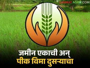 Pik Vima: काय सांगताय! जमीन एकाची अन् पीक विमा काढला दुसऱ्यानेच जाणून घ्या काय आहे प्रकरण - Marathi News | Pik Vima: latest news What are you saying! The land belongs to one person and the crop insurance was taken out by another person, find out what the matter is. | Latest News at Lokmat.com