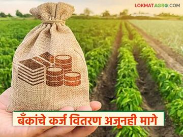 Crop Loan : लातूर जिल्ह्यात कर्ज वितरणात मोठा फरक; जिल्हा बँक आघाडीवर राष्ट्रीयीकृत बँकांचे काय? - Marathi News | latest news Crop Loan: Big difference in loan distribution in Latur district; What about nationalized banks at the district bank front? | Latest News at Lokmat.com Crop Loan : लातूर जिल्ह्यात कर्ज वितरणात मोठा फरक; जिल्हा बँक आघाडीवर राष्ट्रीयीकृत बँकांचे काय? - Marathi News | latest news Crop Loan: Big difference in loan distribution in Latur district; What about nationalized banks at the district bank front? | Latest News at Lokmat.com