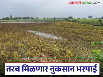 जर शेतकऱ्याचा फार्मर आयडी नसेल, त्यांना मदत मिळणार नाही, पहा शासन निर्णय - Marathi News | Latest News Nuksan Bharpai Farmer ID mandatory for flood-affected farmers to get compensation | Latest News at Lokmat.com जर शेतकऱ्याचा फार्मर आयडी नसेल, त्यांना मदत मिळणार नाही, पहा शासन निर्णय - Marathi News | Latest News Nuksan Bharpai Farmer ID mandatory for flood-affected farmers to get compensation | Latest News at Lokmat.com