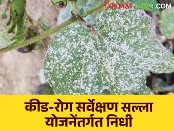 Crop Sap Scheme : पिकांवरील कीड-रोग व्यवस्थापनासाठी १५ कोटी इतका निधी मंजूर, 'या' पिकांचा समावेश  - Marathi News | Latest News Crop Sap Scheme 15 crore sanctioned for pest and disease management on kharif season crops | Latest News at Lokmat.com