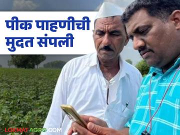 शेतकऱ्यांनो रब्बी हंगामाच्या ई पीक पाहणीची मुदत संपली, पण संधी हुकली नाही, कारण...  - Marathi News | Latest news Pik Pahani deadline for e-crop inspection for the Rabi season has passed | Latest News at Lokmat.com