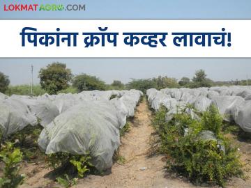 Crop Cover : पिकांना क्रॉप कव्हर लावा, 60 टक्के उन्हाच्या झळा रोखते, जाणून घ्या सविस्तर  - Marathi News | Latest News Crop cover reduces the sun's rays by 60 percent for many crops | Latest News at Lokmat.com