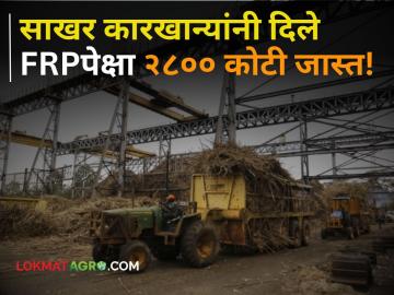 Sugarcane FRP : मागच्या गाळपात साखर कारखान्यांनी शेतकऱ्यांना दिले एफआरपीपेक्षा तब्बल २ हजार ८०० कोटी - Marathi News | Sugarcane FRP sugar factory mills have paid farmers Rs 2,800 crore more than FRP | Latest agriculture News at Lokmat.com