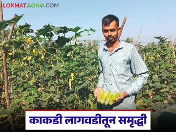 Cucumber Farming : 20 गुंठ्यात काकडीची यशस्वी शेती, आतापर्यंत सव्वा लाख रुपयांचे उत्पन्न - Marathi News | latest News Nashik Farmer story Successful cultivation of cucumber in 20 gunthas, income 1 lakh ruppess read in detail | Latest News at Lokmat.com
