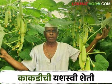 Success Story : द्राक्ष बाग तोडली, पॉलिहाऊस उभारलं, आता काकडीच्या शेतीतून चांगलं उत्पन्न!  - Marathi News | Latest News Successful cultivation of cucumber in polyhouse by farmer from Dindori | Latest News at Lokmat.com