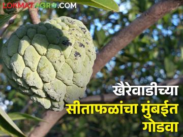इस्रायल पॅटर्नची कमाल; पाणी लागेल कमी, भरघोस सीताफळं पिकण्याची हमी - Marathi News | High production of custard apple with low water through Israel cultivation method | Latest News at Lokmat.com