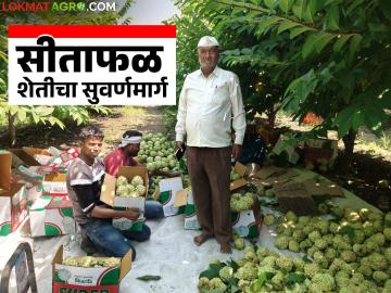 Custard Apple Farming : दुष्काळावर मात: मलकापूरच्या सुखदेवरावांनी सीताफळ शेतीतून गाठलं यशाचं शिखर! - Marathi News | latest news Custard Apple Farming: Overcoming drought: Sukhdev Rao of Malkapur reaches the pinnacle of success through custard apple farming! | Latest News at Lokmat.com