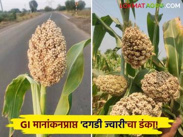 Jalna dagadi Jwari : GI मुळे जालन्याच्या दगडी ज्वारीला मिळतोय दुप्पट दर! पण... - Marathi News | jalna dagadi Jwari gets double rate due to GI tagging farmer | Latest agriculture News at Lokmat.com