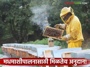 Beekeeping Scheme : एकात्मिक फलोत्पादन विकास अभियानांतर्गत मधमाशीपालनासाठी अनुदान! - Marathi News | Beekeeping Scheme: Grant for beekeeping under Integrated Horticulture Development Mission! | Latest agriculture News at Lokmat.com Beekeeping Scheme : एकात्मिक फलोत्पादन विकास अभियानांतर्गत मधमाशीपालनासाठी अनुदान! - Marathi News | Beekeeping Scheme: Grant for beekeeping under Integrated Horticulture Development Mission! | Latest agriculture News at Lokmat.com