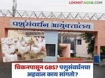 Pune GBS Virus : चिकन खाल्ल्यामुळे GBS नाहीच! पशुसंवर्धन विभागाचा अहवाल काय सांगतो? वाचा सविस्तर - Marathi News | Pune GBS Virus No GBS after eating chicken! What does the Animal Husbandry Department report say? Read in detail | Latest agriculture News at Lokmat.com