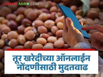 Tur : हमीभावाने तूर खरेदीच्या ऑनलाईन नोंदणीसाठी किती दिवस शिल्लक? - Marathi News | Tur: How many days are left for online registration to purchase Tur at a guaranteed price? | Latest agriculture News at Lokmat.com