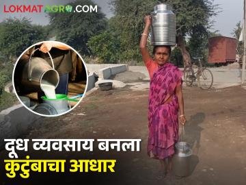 एका गायीपासून सुरू केलेला दुग्ध व्यवसाय दहा गायींपर्यंत पोहचवला! वाचा प्रेरणादायी प्रवास  - Marathi News | Latest News dairy business of Shila Vanjari woman farmer in Wardha district | Latest News at Lokmat.com