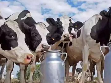 पशुपालकांसाठी महत्त्वाची माहिती; महाराष्ट्रात आहेत जनावरांचे इतके डॉक्टर - Marathi News | how many veterinary doctors are in Maharashtra? here is info | Latest News at Lokmat.com