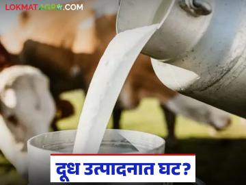 Dairy Crisis : अतिवृष्टीचा दुधावर परिणाम; चार महिन्यांत दूध उत्पादन १५% नी घाटले - Marathi News | latest new Dairy Crisis: Heavy rains affect milk; Milk production drops by 15% in four months | Latest News at Lokmat.com Dairy Crisis : अतिवृष्टीचा दुधावर परिणाम; चार महिन्यांत दूध उत्पादन १५% नी घाटले - Marathi News | latest new Dairy Crisis: Heavy rains affect milk; Milk production drops by 15% in four months | Latest News at Lokmat.com