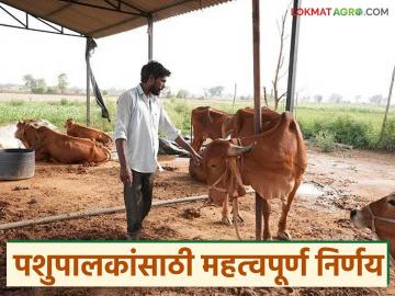 पशुपालकांनी व्यवसायासाठी घेतलेल्या कर्जावर राज्य शासनाचा दिलासादायक निर्णय, काय आहे निर्णय - Marathi News | Latest News State government's comforting decision on loans taken by livestock farmers for business | Latest News at Lokmat.com पशुपालकांनी व्यवसायासाठी घेतलेल्या कर्जावर राज्य शासनाचा दिलासादायक निर्णय, काय आहे निर्णय - Marathi News | Latest News State government's comforting decision on loans taken by livestock farmers for business | Latest News at Lokmat.com