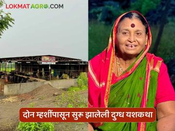 Dairy Farming : कष्टाची ताकद : कोट्यवधींची उलाढाल करणाऱ्या चंद्रकलाबाईंची दुग्ध यशकथा वाचा सविस्तर - Marathi News | latest news Dairy Farming: The Power of Hard Work: Read the dairy success story of Chandrakalabai, who has a turnover of crores, in detail | Latest News at Lokmat.com
