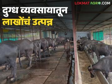 Dairy Farming : शेलूबाजार परिसरात पुन्हा उभारी घेतेय 'श्वेतक्रांती'; दरमहा लाखोंचे उत्पन्न - Marathi News | latest news Dairy Farming: 'White Revolution' is resurging in Shelubazar area; Income of lakhs every month | Latest News at Lokmat.com
