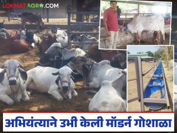 Dairy Farming Success Story : गोपालनात मोठी कमाई कशी? 'या' अभियंत्याने दिला जिंकण्याचा मंत्र वाचा सविस्तर - Marathi News | latest news Dairy Farming Success Story: How to earn big in cow husbandry? 'This' engineer gave the winning mantra, read in detail | Latest News at Lokmat.com
