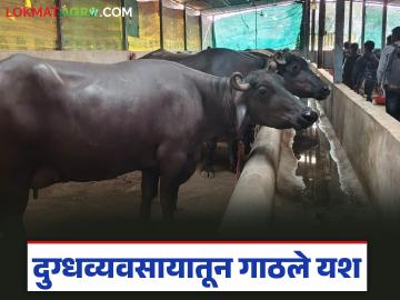 Dairy Farming Success Story : शेतीपूरक व्यवसायातून यश; गांडूळ खत ते दुग्धव्यवसाय प्रवास वाचा सविस्तर - Marathi News | latest news Dairy Farming Success Story: Success through complementary farming; Read the journey from vermicompost to dairy farming in detail | Latest News at Lokmat.com