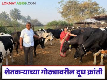 सिमेन सॉर्टिंग तंत्राने घडवला यशाचा गोठा; गलांडवाडीच्या संदीप शितोळेंच्या दुग्धव्यवसायाचा प्रेरणादायी प्रवास - Marathi News | Semen sorting technique created a successful cowshed; Inspiring journey of dairy farming of Sandeep Shitole of Galandwadi | Latest News at Lokmat.com