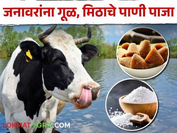 Dairy Management : शेतकऱ्यांनो! जनावरांना गूळ मिठाचे पाणी पाजताय का? उन्हाळ्यात हे कराचं  - Marathi News | Latest News Feed jaggery salt water to animals to protect them from heat stroke | Latest News at Lokmat.com